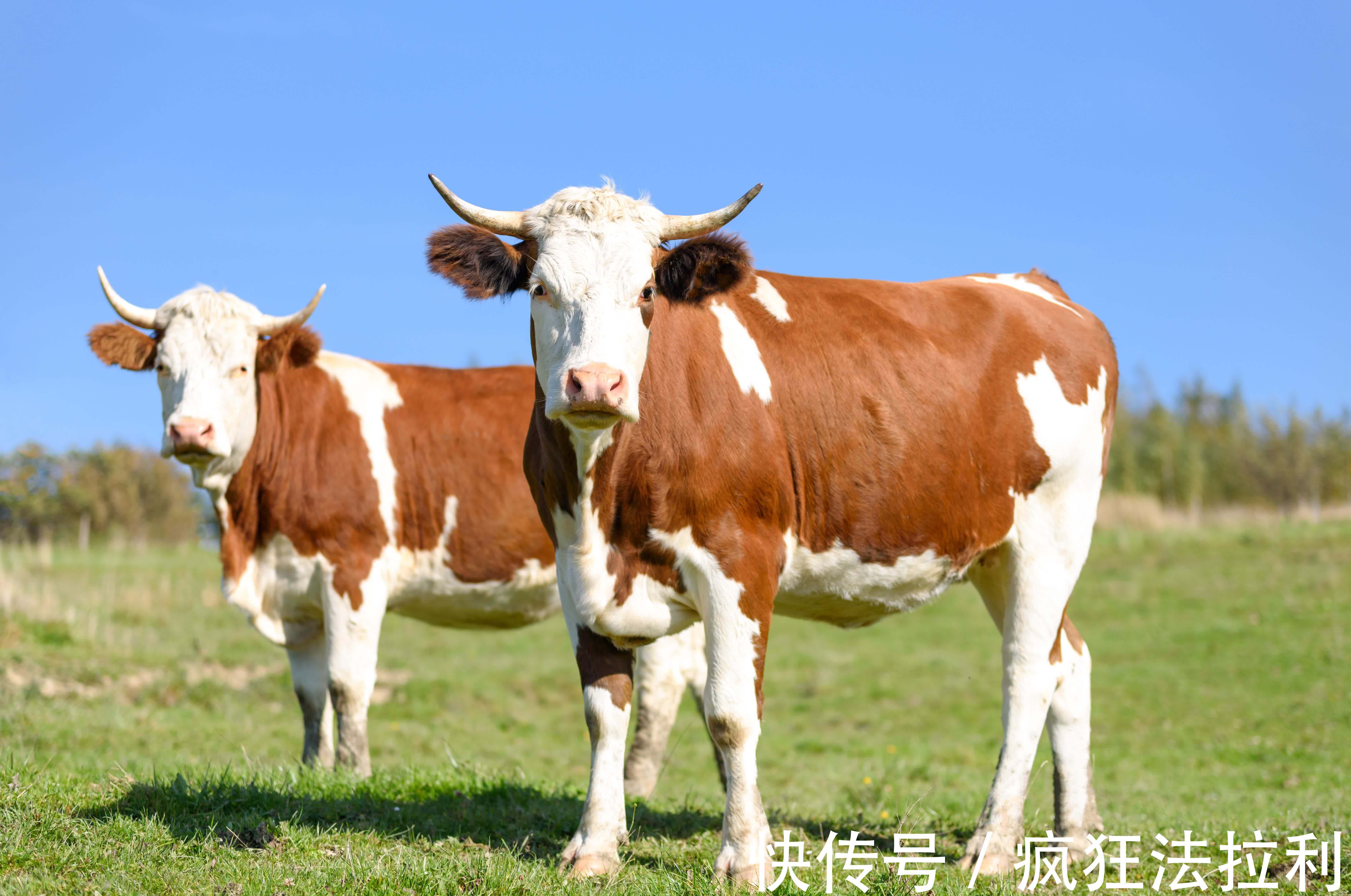 生肖|惹不起！属羊、牛、龙，12月运势走上坡，拨云见日，事业兴旺