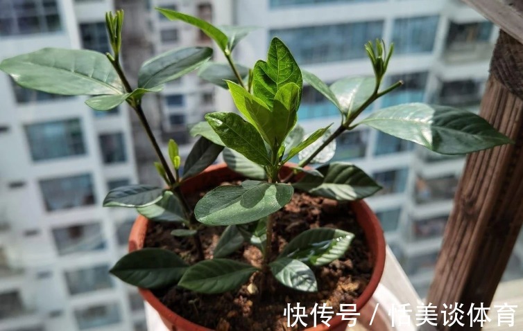 栀子花其实不难养,盆栽注意3点,叶子油绿开花勤