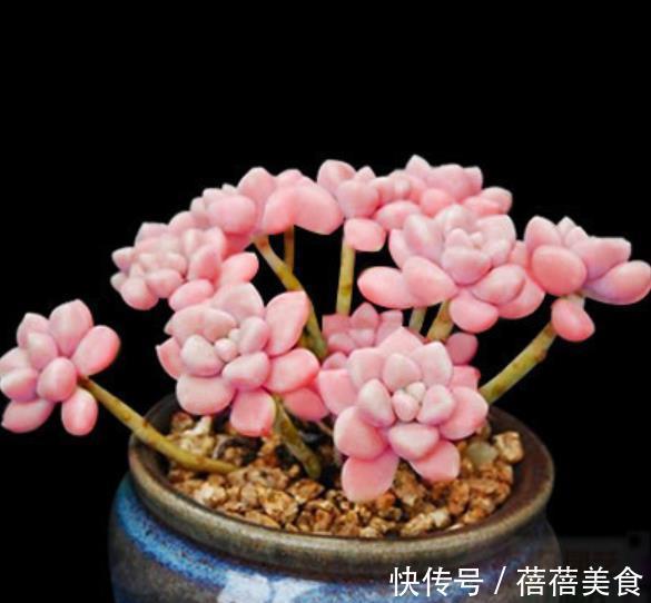 盘点6种粉色系多肉，个个长得胖乎乎，皮实好养又可爱