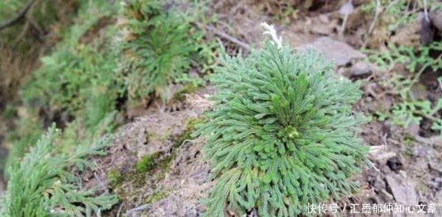 九死还魂草|石缝里看到“它”,别去踩,挖2棵种花盆上,1年成“盆景”,美!