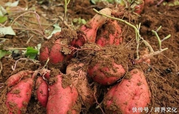 睡眠|红薯配上此物,大肚子平了,睡眠好了,女人不想满脸皱纹可以试试