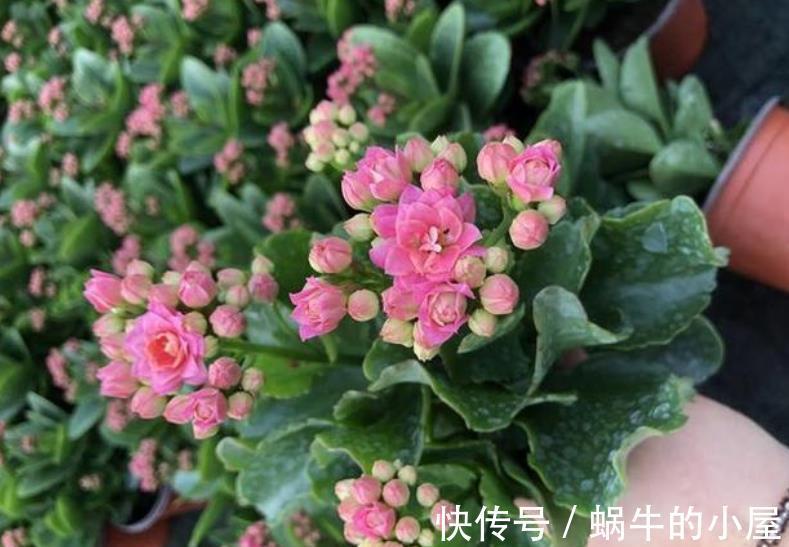 家里养4种漂亮花，国庆后赶紧修剪备份，长老了来年没花赏