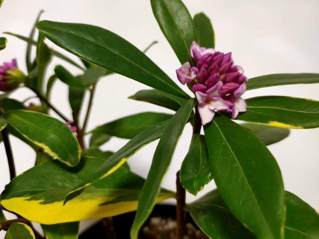 金边瑞香开花芳香四溢,冬季花期注意“4点”,延长花朵观赏期