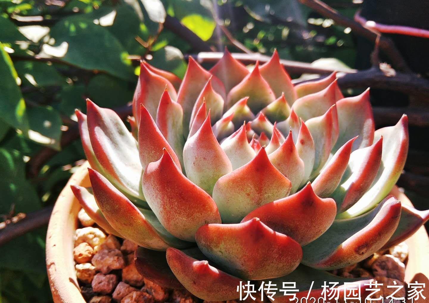 吉娃娃|宝藏多肉吉娃娃,有很多优点可以挖掘,夏天直接扔外面纯露养都行