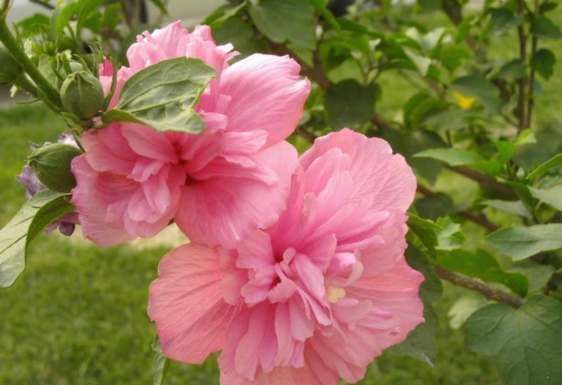 推荐一款耐寒的漂亮花，皮实好养易过冬，轻松开成“棒棒糖”