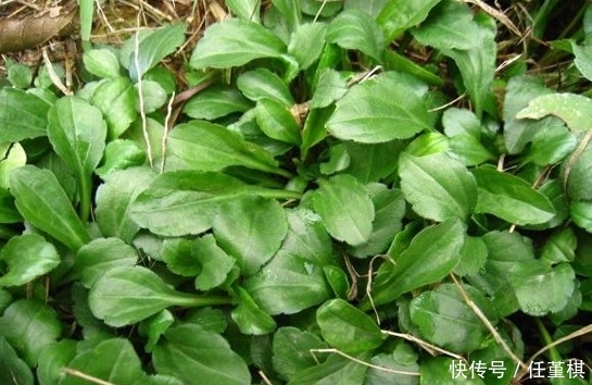 不起眼|农村路边的一种野菜,看着一点不起眼,但味道是很好吃的