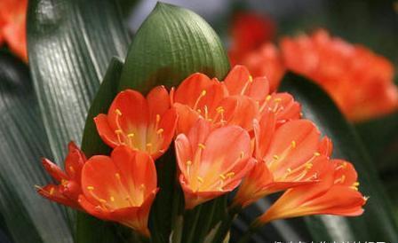 换盆|给君子兰换盆时,底肥不要乱加,会影响到正常的生长发育