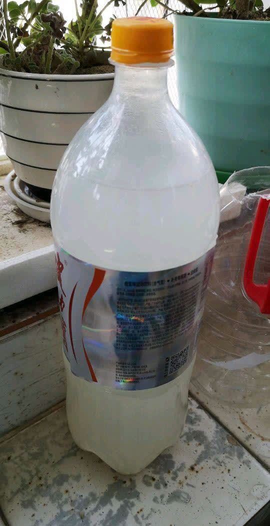 发酵淘米水臭气熏天,加2种东西,气味清香,肥效棒!