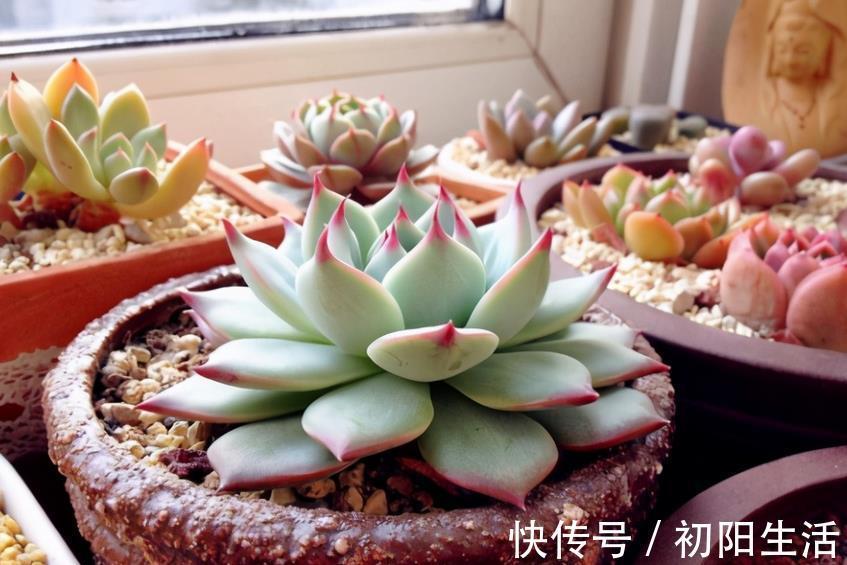 诀窍|养多肉,若想茎叶肥美,速成老桩,该掌握哪些诀窍?