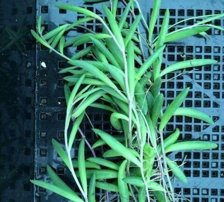 3种花不用买，花店门口“捡个枝”，一插就能活，简单还省钱！