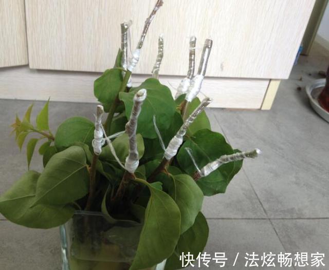 高手的扦插玩法，把以下三角梅养得这么好，只见开花不见叶