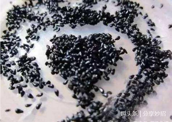 盆景还在买这4种水果吃完千万别扔,这样做一个月后变盆栽美景