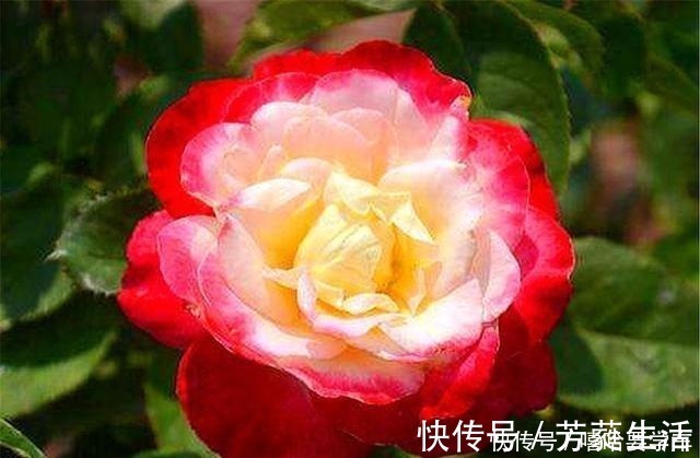 盆栽|5种比香水还香的盆栽花卉，开花漂亮香气浓郁，人称“香水之王”！