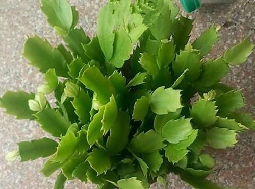 蟹爪兰多长时间浇一次水，多少才合适？