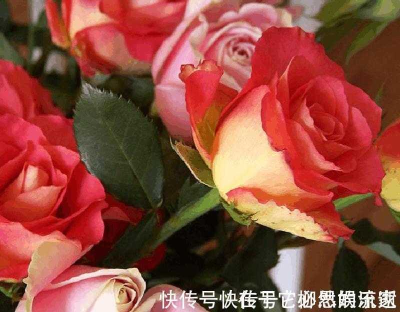 玫瑰|喜欢菊花,就养盆“珍品玫瑰”彩纸口红,婀娜多姿,妖娆动人