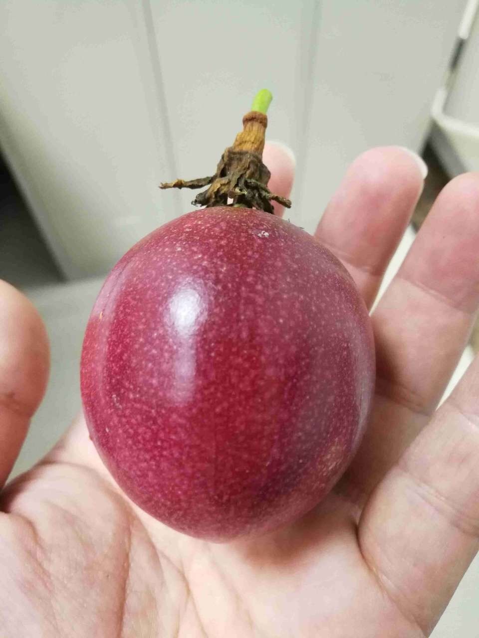 栽种|无花果、百香果可以在家种,2年养成大盆栽,一棵结果4、5斤