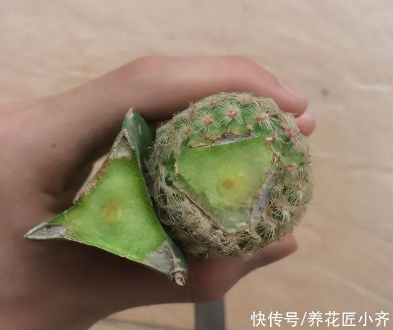 新手买多肉，3种多肉不要买，买到手养不活，浪费时间和金钱