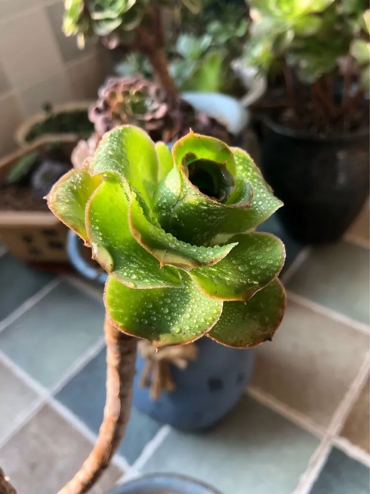 陪伴过我的都是心头肉！多肉陪我一路向前！