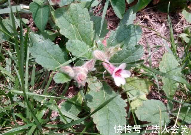 骨蒸潮|农村遍地都是野生地黄,专治糖尿病、高血压、耳鸣,少有人知