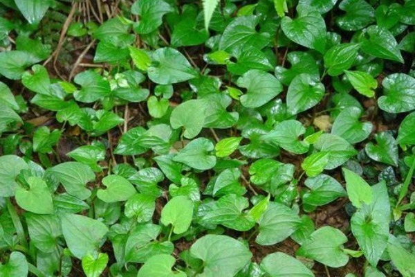 老少皆宜|农村不用花钱的野菜,营养高能治病,老少皆宜,却被人们当杂草