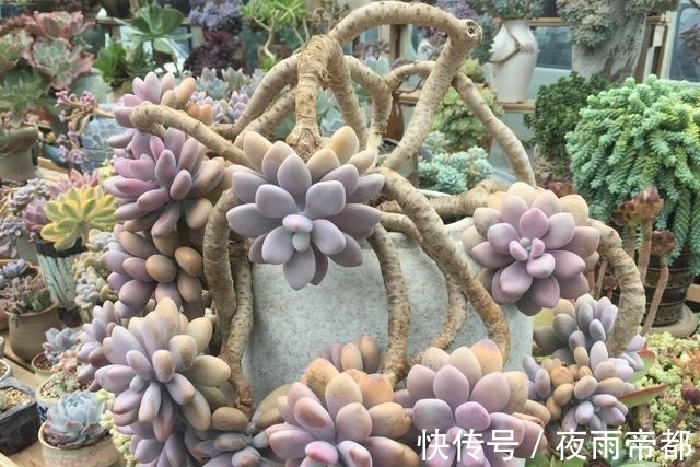 养护|喜欢养多肉努力集齐这9个色系吧,放在阳台上色彩斑斓,非常好看