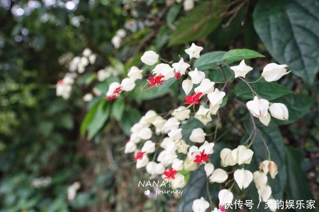 戴佩妮|到阳明山来看海芋，到阳明山来泡温泉，台北最出名的度假胜地