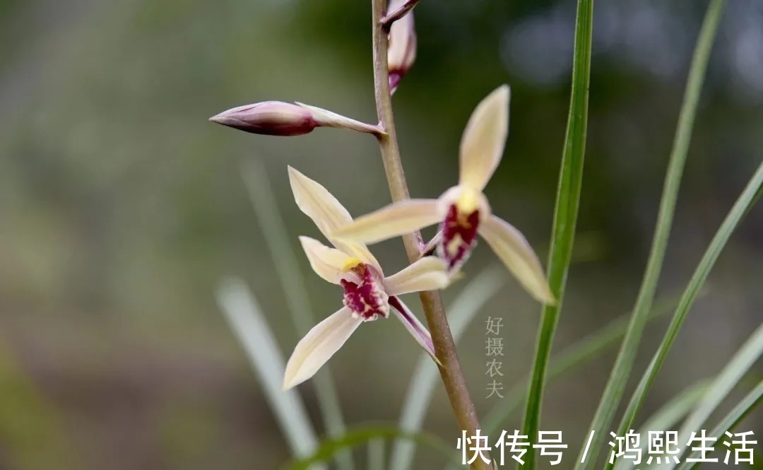 一个错|夏天太热,养兰花如果犯一个错,可能导致难孕蕾、不开花
