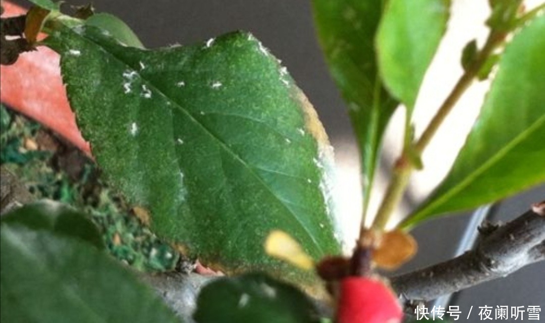 花盆里的“小飞虫”越来越多，教你几个除虫小方法，简单又好用