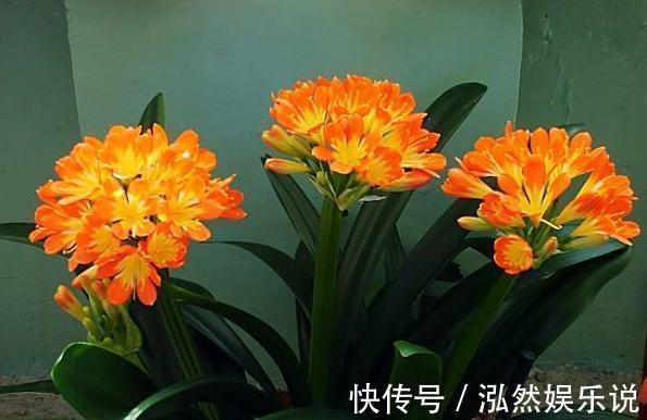 竹签|养护君子兰,学会“3个”浇水“小窍门”,满盆长满“大白根”