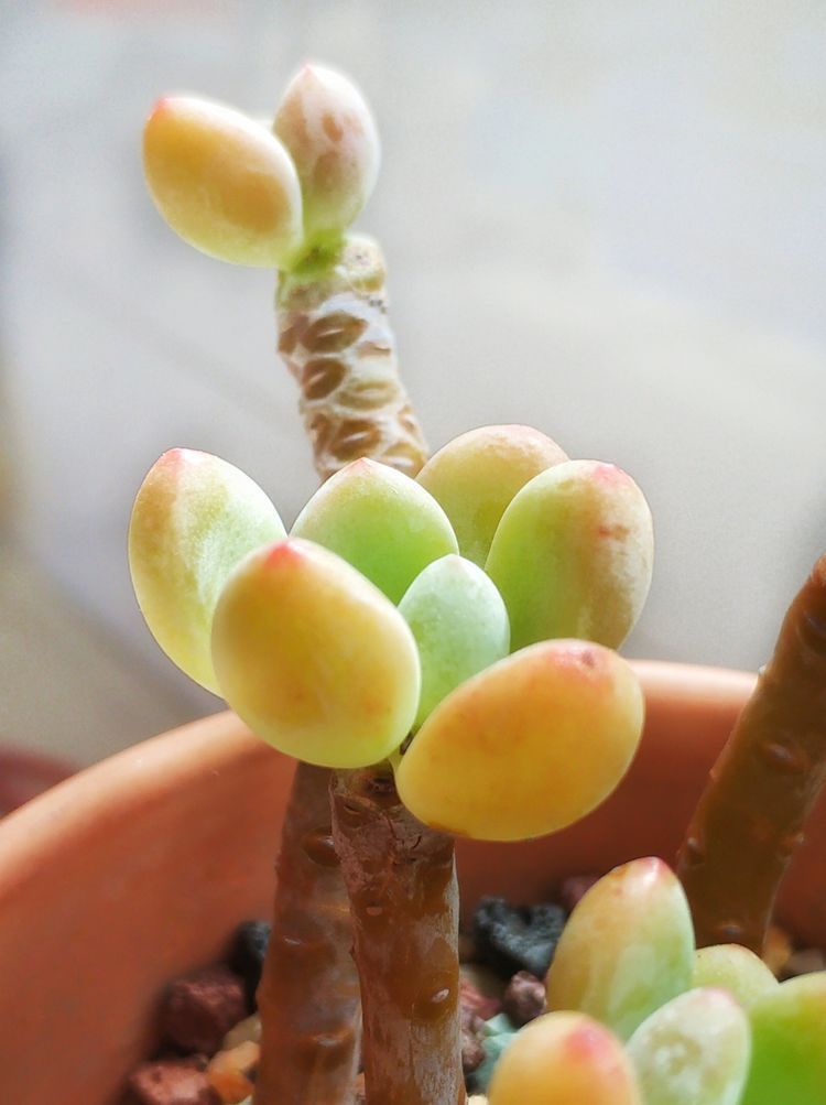 成长|与多肉一起走过的日子,见证多肉的成长过程!