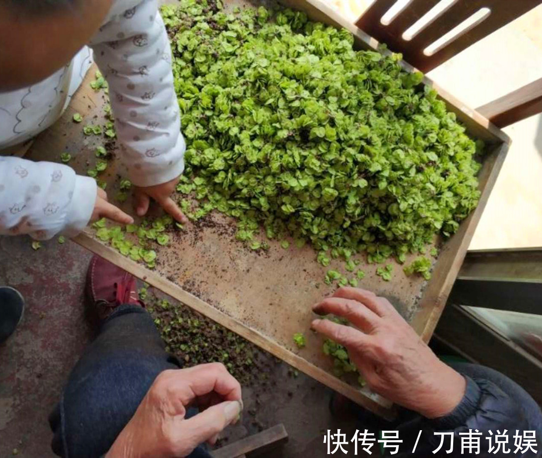 菠菜|春天唯一不含“草酸”的野菜,钙是菠菜3倍,正当季,不懂吃可惜