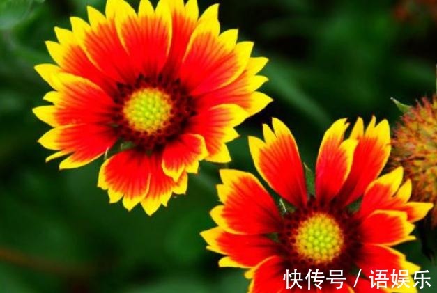 养好天人菊,“2处”是重点,花朵开的旺,枝干强又壮,不爆都难