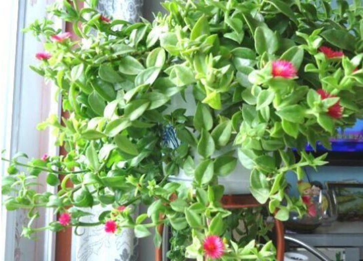 家养这些植物,阳台开出花海,妖艳妖娆,一开就是很多天