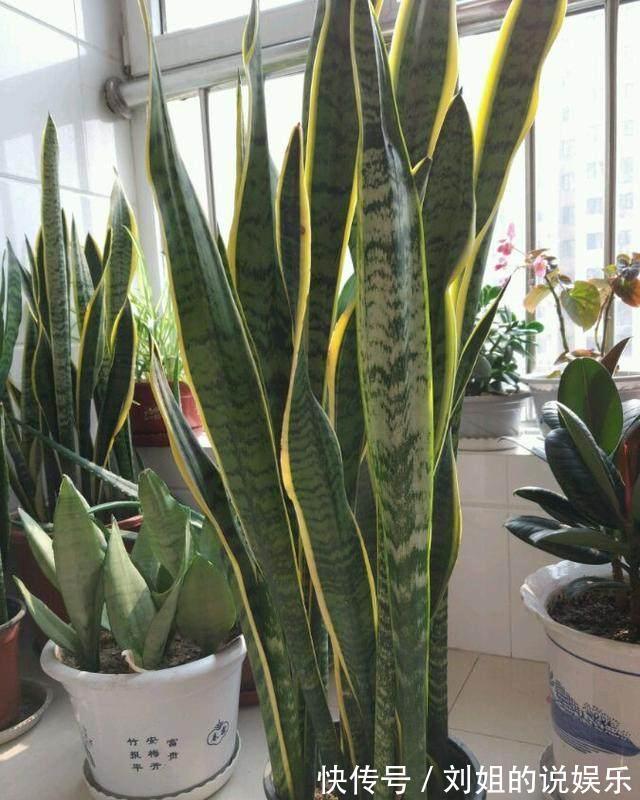 盆里加点这个，虎皮兰花盆撑到爆，呼呼窜到2米高
