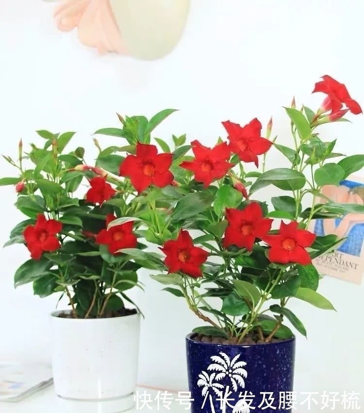 株形|六月养这四种花正合适,不怕热、不怕晒,越热越开花,繁花满枝,漂亮极了