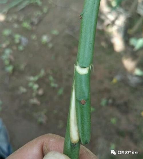 养梅花盆景注意这几点，花苞满枝头，观赏效果佳！