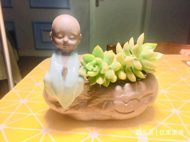 白牡丹|公认的叶插能力很强的10种多肉,新手放心养,轻松变成多肉大户