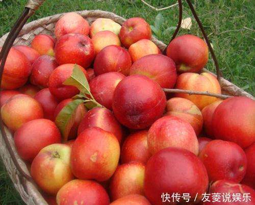 止咳化痰|夏季水果要吃“它”,止咳化痰、补气健肾,是女性理想的水果