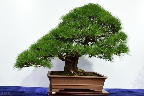 肥料|买盆景学问大,栽种环境、合适的树种,都要考虑周到,莫“踩坑”