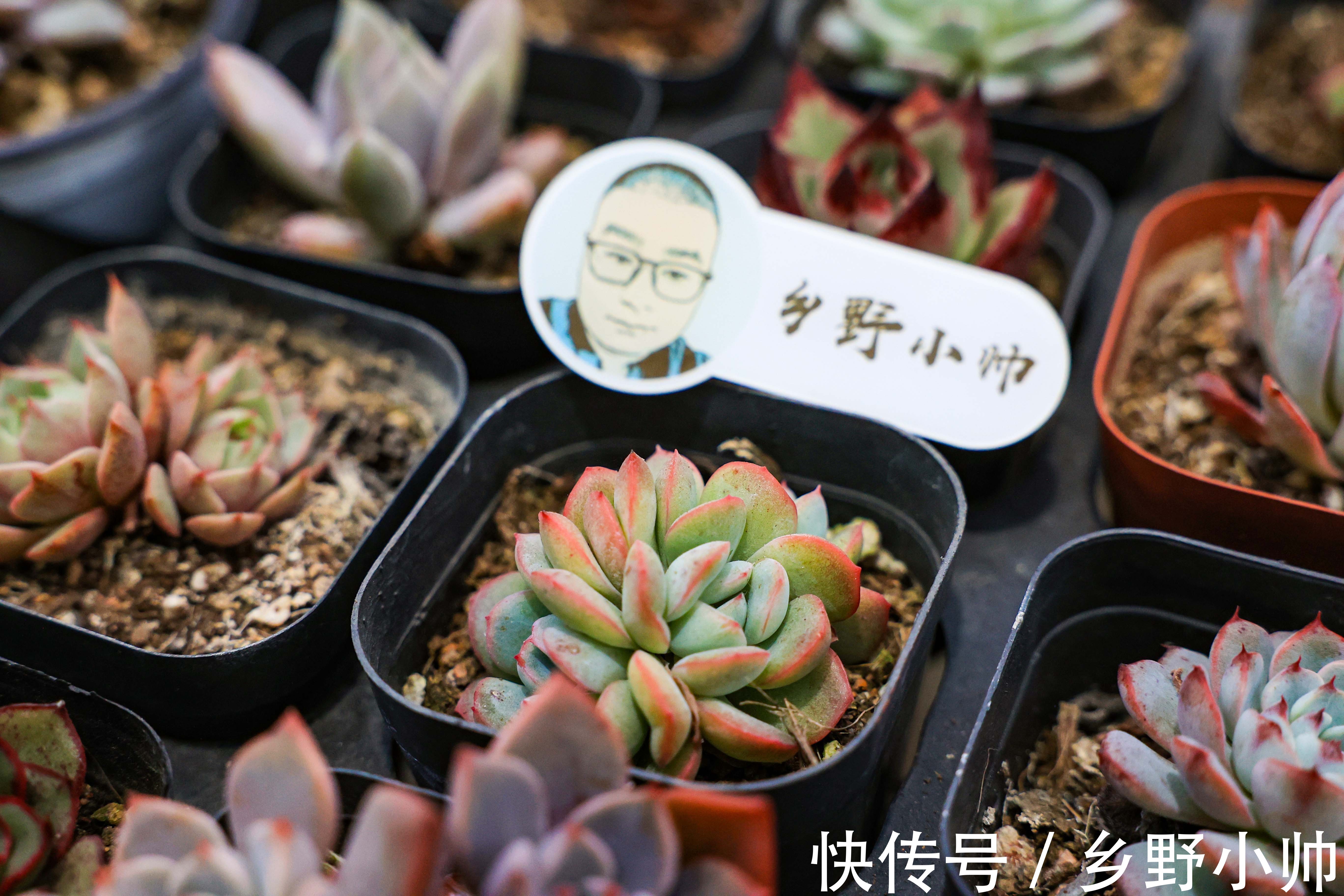 养肉过程中,多肉叶片出现2种现象是在“求救”,千万别忽视