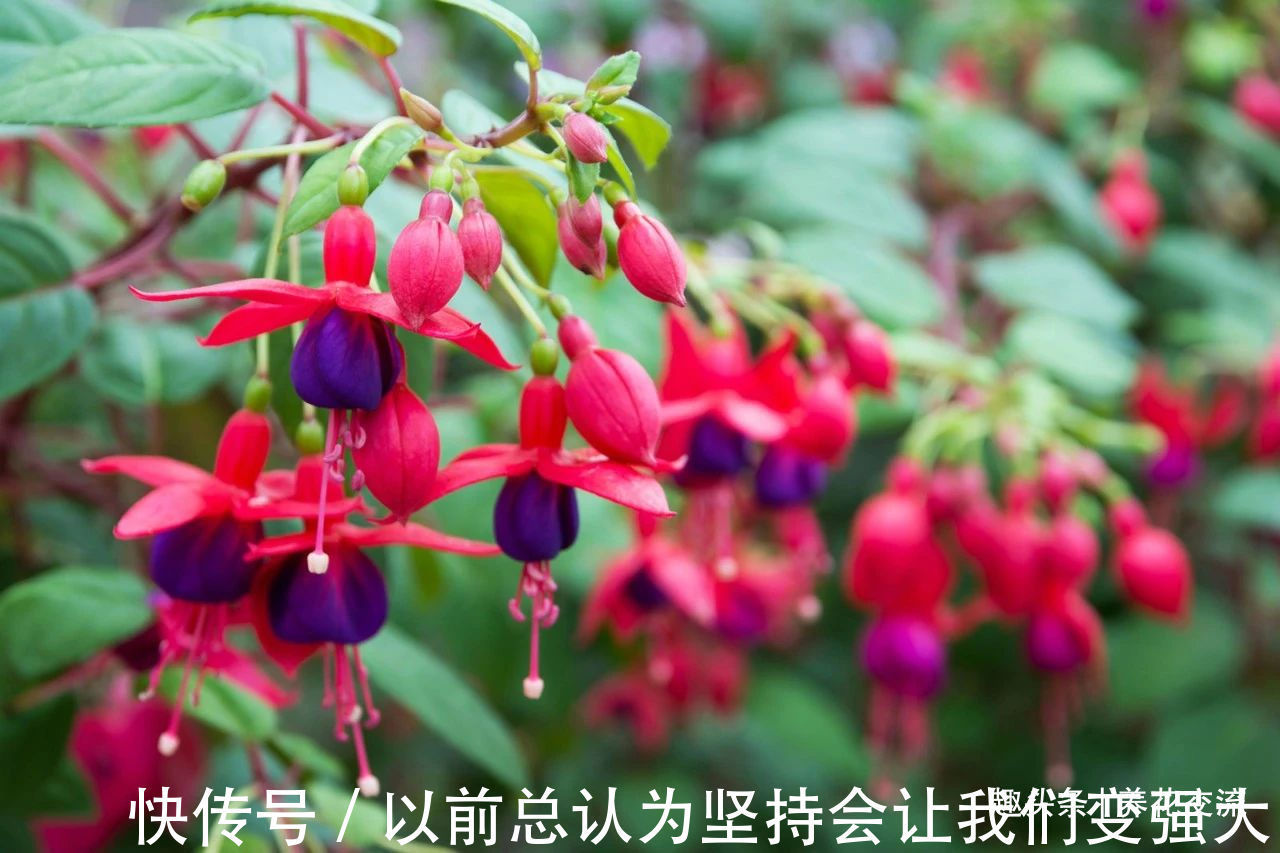 倒挂金钟盆栽买回家过几天就蔫了，花苞不断掉，啥情况呢