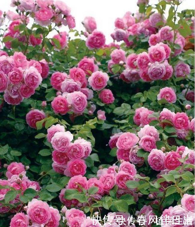 月季|居家就养此款花卉，开花大又香，开出一片花海