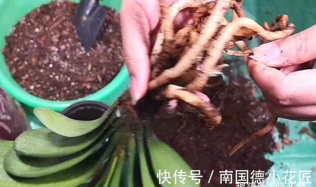 叶片|8月养君子兰“3不急”,注意“2点”,叶片油绿开花艳