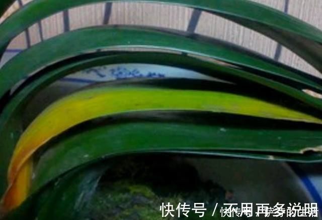 盆栽|盆栽君子兰黄叶倒点它，瞬间叶子油亮像打了蜡，轻轻松松就爆盆