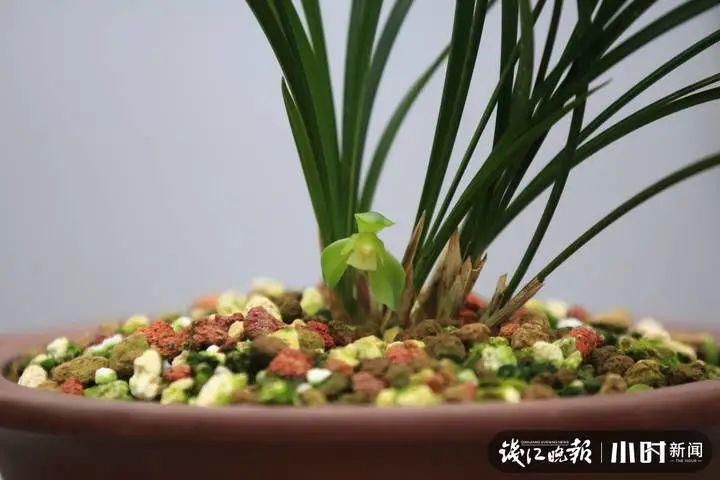 等了40年，杭州花圃里这一株花终于开了！兰花大师都开心坏了