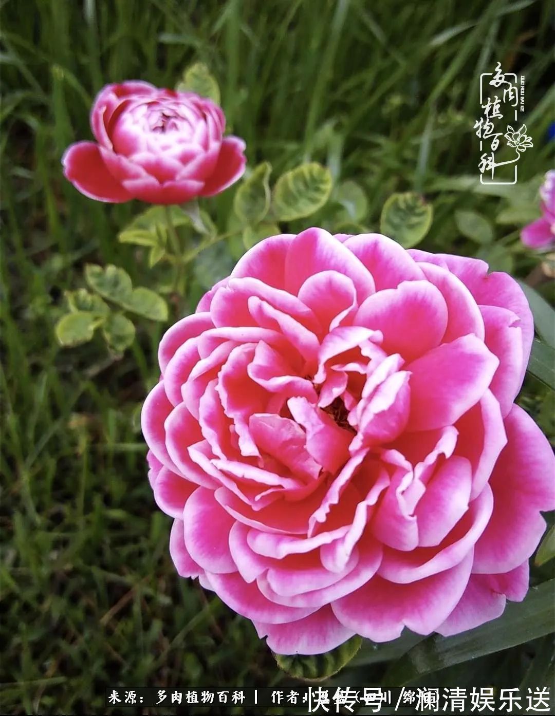 一定要爱着点什么，恰是草木对光阴的柔情！