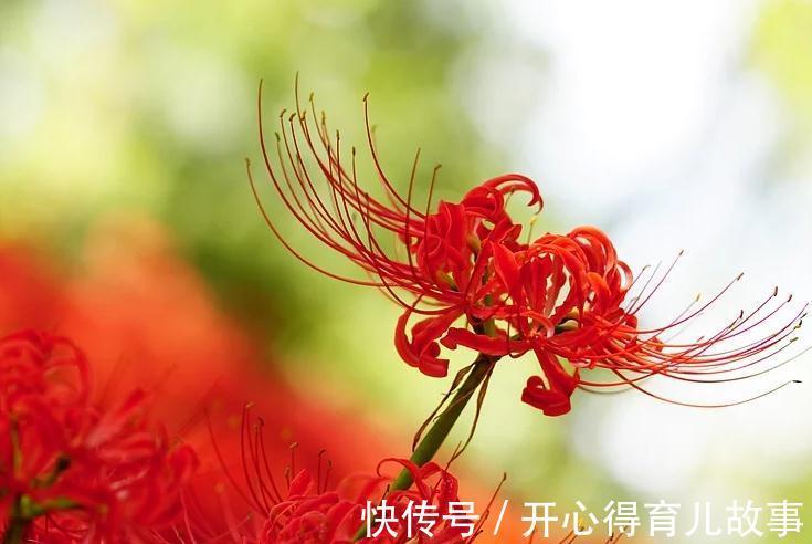 名字好听的15种花,你见过几个