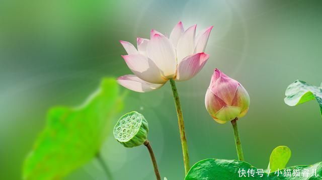 散文|让我们一起重温朱自清《荷塘月色》原文,散文最服朱自清,美赞了