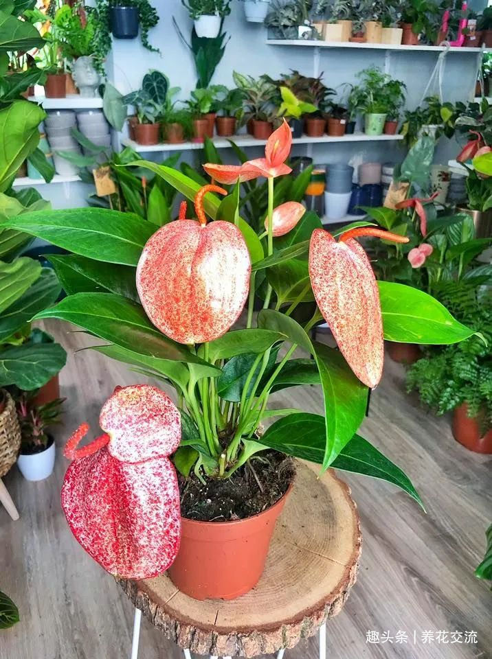 红掌和火鹤花是同一种植物花朵为啥会变绿,如何让它复花