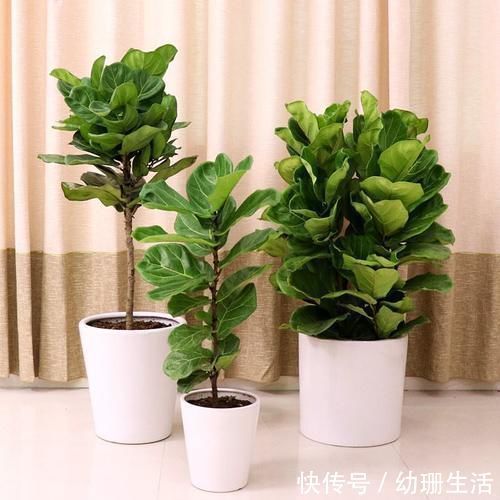 光照|此4种“花卉”耐阴好养，吉祥又漂亮，家里养1盆，四季都能赏